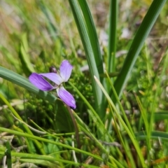 Viola betonicifolia at Namadgi National Park - 4 Dec 2023