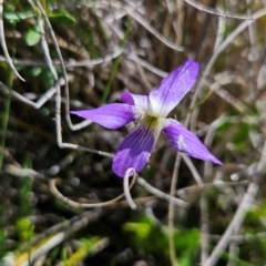 Viola betonicifolia at Namadgi National Park - 4 Dec 2023