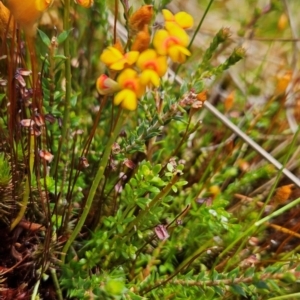 Sphaerolobium minus at Namadgi National Park - 4 Dec 2023