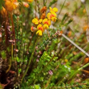 Sphaerolobium minus at Namadgi National Park - 4 Dec 2023