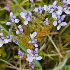 Comesperma retusum (Mountain Milkwort) at Cotter River, ACT - 4 Dec 2023 by BethanyDunne