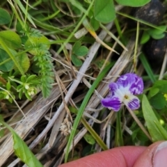 Viola betonicifolia (Mountain Violet) at Cotter River, ACT - 4 Dec 2023 by BethanyDunne