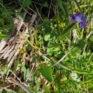 Viola betonicifolia at Namadgi National Park - 4 Dec 2023