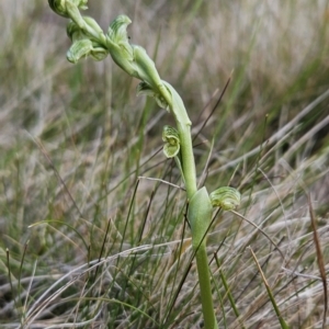 Hymenochilus crassicaulis at Namadgi National Park - suppressed