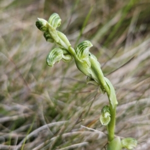 Hymenochilus crassicaulis at Namadgi National Park - suppressed