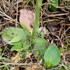 Hymenochilus crassicaulis at Namadgi National Park - suppressed