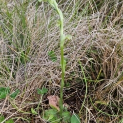 Hymenochilus crassicaulis at Namadgi National Park - 4 Dec 2023