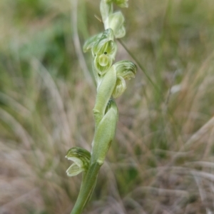 Hymenochilus crassicaulis at Namadgi National Park - 4 Dec 2023