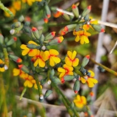 Sphaerolobium minus (Globe-pea) at Cotter River, ACT - 4 Dec 2023 by BethanyDunne