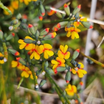 Sphaerolobium minus (Globe-pea) at Cotter River, ACT - 4 Dec 2023 by BethanyDunne