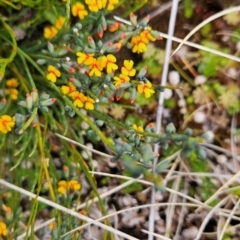 Sphaerolobium minus at Namadgi National Park - 4 Dec 2023