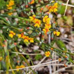 Sphaerolobium minus at Namadgi National Park - 4 Dec 2023