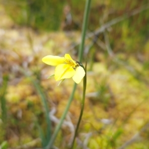 Diuris monticola at Namadgi National Park - suppressed