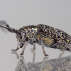 Ancita marginicollis (A longhorn beetle) at Jerrabomberra, NSW - 4 Dec 2023 by MarkT