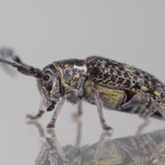Ancita marginicollis (A longhorn beetle) at QPRC LGA - 4 Dec 2023 by MarkT