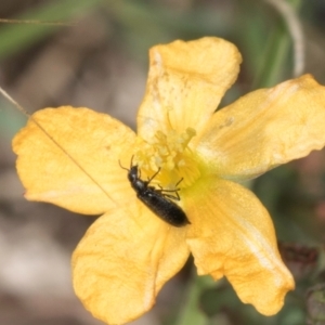 Dasytinae (subfamily) at Fraser, ACT - 4 Dec 2023 12:14 PM