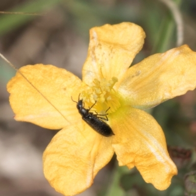 Dasytinae (subfamily) (Soft-winged flower beetle) at Fraser, ACT - 4 Dec 2023 by kasiaaus