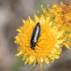 Dasytinae (subfamily) (Soft-winged flower beetle) at Dunlop Grassland (DGE) - 4 Dec 2023 by kasiaaus