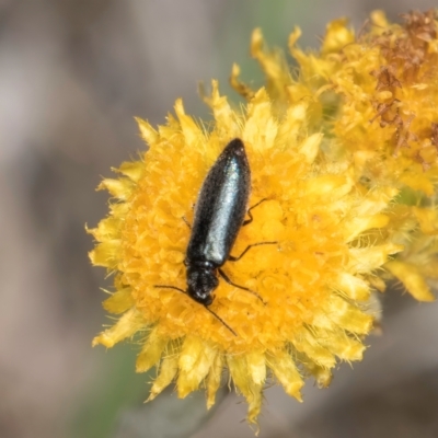 Dasytinae (subfamily) (Soft-winged flower beetle) at Dunlop Grassland (DGE) - 4 Dec 2023 by kasiaaus