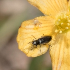 Dasytinae (subfamily) (Soft-winged flower beetle) at Dunlop Grassland (DGE) - 4 Dec 2023 by kasiaaus