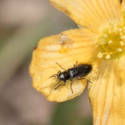 Dasytinae (subfamily) (Soft-winged flower beetle) at Dunlop Grasslands - 4 Dec 2023 by kasiaaus