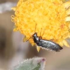 Dasytinae (subfamily) (Soft-winged flower beetle) at Dunlop Grassland (DGE) - 4 Dec 2023 by kasiaaus