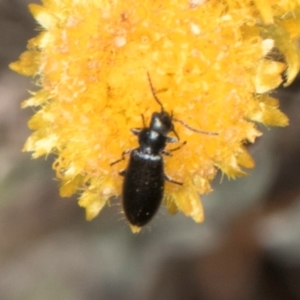 Dasytinae (subfamily) at Dunlop Grassland (DGE) - 4 Dec 2023