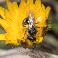 Lasioglossum (Chilalictus) sp. (genus & subgenus) (Halictid bee) at Fraser, ACT - 4 Dec 2023 by kasiaaus