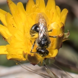 Lasioglossum (Chilalictus) sp. (genus & subgenus) at Fraser, ACT - 4 Dec 2023 12:39 PM