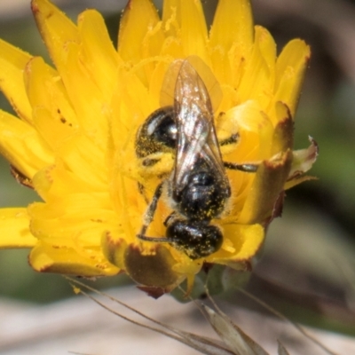 Lasioglossum (Chilalictus) sp. (genus & subgenus) (Halictid bee) at Dunlop Grasslands - 4 Dec 2023 by kasiaaus