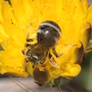 Lasioglossum (Chilalictus) sp. (genus & subgenus) at Fraser, ACT - 4 Dec 2023 12:39 PM