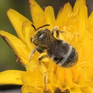 Lasioglossum (Chilalictus) sp. (genus & subgenus) at Fraser, ACT - 4 Dec 2023 12:39 PM