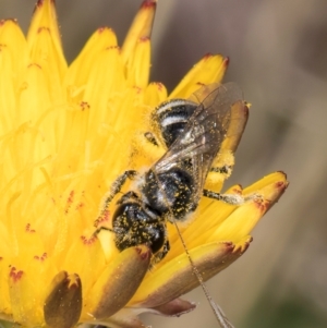 Lasioglossum (Chilalictus) sp. (genus & subgenus) at Fraser, ACT - 4 Dec 2023 12:39 PM