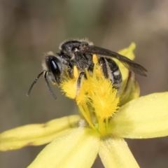Lasioglossum (Chilalictus) sp. (genus & subgenus) (Halictid bee) at Dunlop Grassland (DGE) - 4 Dec 2023 by kasiaaus