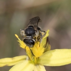 Lasioglossum (Chilalictus) sp. (genus & subgenus) at Fraser, ACT - 4 Dec 2023