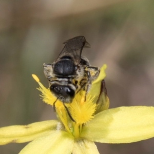 Lasioglossum (Chilalictus) sp. (genus & subgenus) at Fraser, ACT - 4 Dec 2023