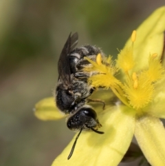 Lasioglossum (Chilalictus) sp. (genus & subgenus) at Dunlop Grassland (DGE) - 4 Dec 2023