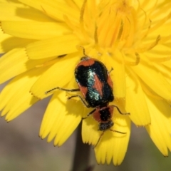 Dicranolaius villosus (Melyrid flower beetle) at Dunlop Grassland (DGE) - 4 Dec 2023 by kasiaaus