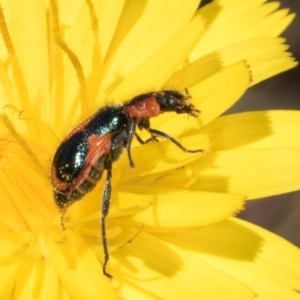 Dicranolaius villosus at Dunlop Grassland (DGE) - 4 Dec 2023