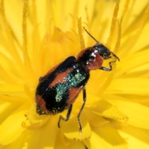 Dicranolaius villosus at Dunlop Grassland (DGE) - 4 Dec 2023