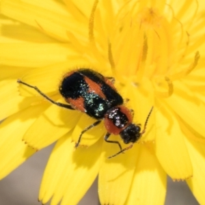 Dicranolaius villosus at Fraser, ACT - 4 Dec 2023 12:50 PM