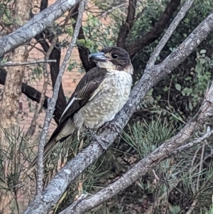 Cracticus torquatus at Cook, ACT - 4 Dec 2023