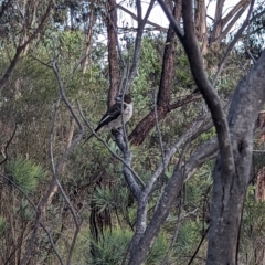 Cracticus torquatus at Cook, ACT - 4 Dec 2023 07:39 PM