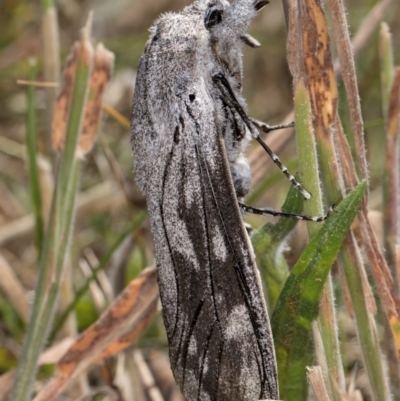 Endoxyla edwardsorum at Dunlop Grasslands - 4 Dec 2023 by kasiaaus