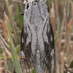 Endoxyla edwardsorum at Dunlop Grassland (DGE) - 4 Dec 2023