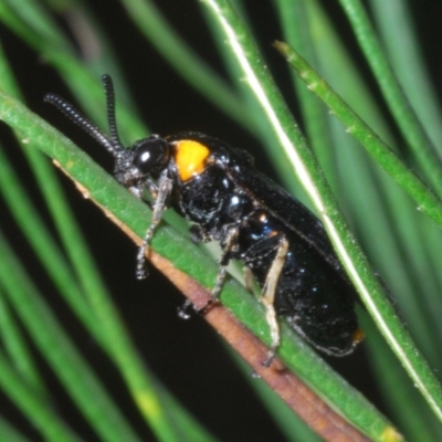 Unidentified Wasp (Hymenoptera, Apocrita) at Sippy Downs, QLD - 21 Nov 2023 by Harrisi