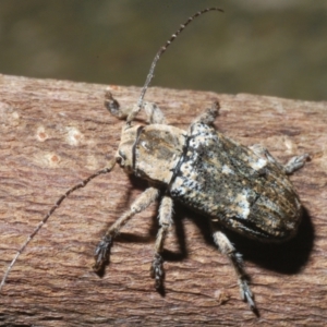 Ancita sp. (genus) at Sippy Downs, QLD - 23 Nov 2023 09:17 AM