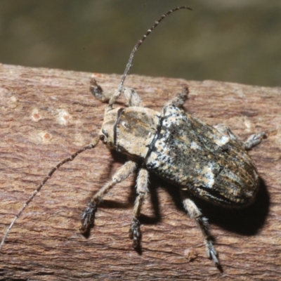 Ancita sp. (genus) (Longicorn or longhorn beetle) at Sippy Downs, QLD - 22 Nov 2023 by Harrisi