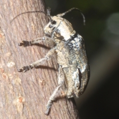 Ancita sp. (genus) at Sippy Downs, QLD - 23 Nov 2023 09:17 AM