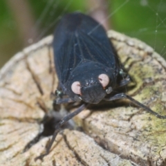 Desudaba (Genus) (Planthopper) at Warana, QLD - 24 Nov 2023 by Harrisi